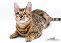 braun rosetted Bengal